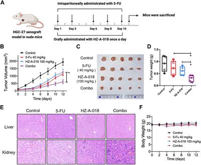 HZ-A-018, a novel inhibitor of Bruton tyrosine kinase, exerts anti-cancer activity and sensitizes 5-FU in gastric cancer cells